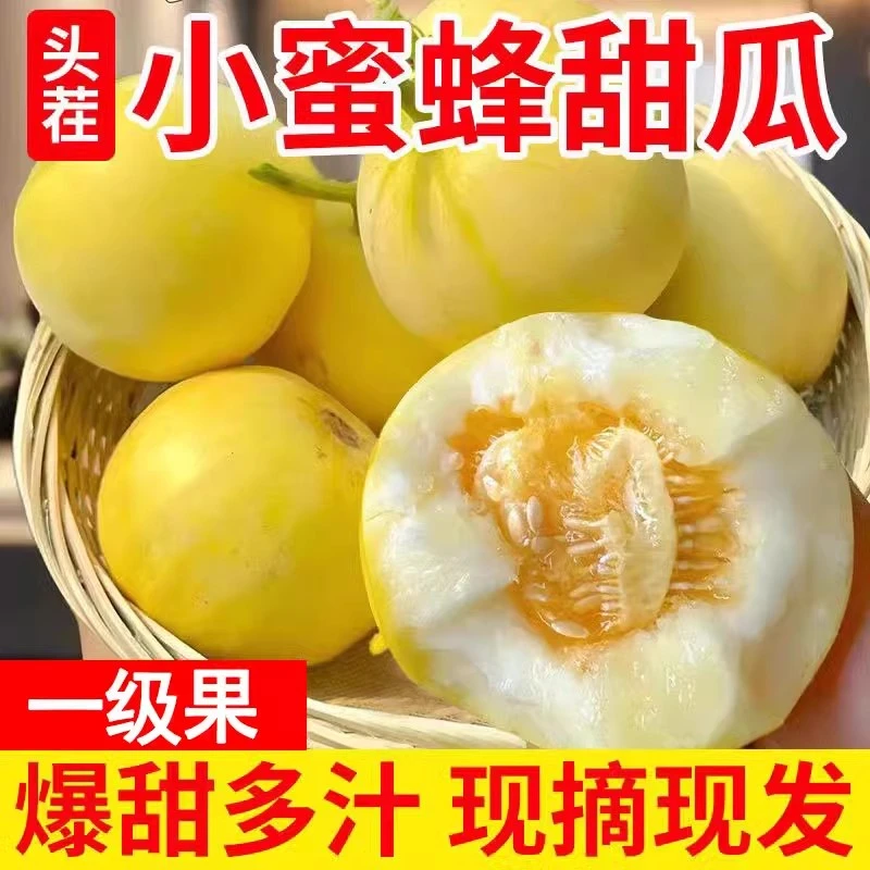 山东头茬小蜜蜂甜瓜早甜脆小蜜罐新鲜直供香甜美味