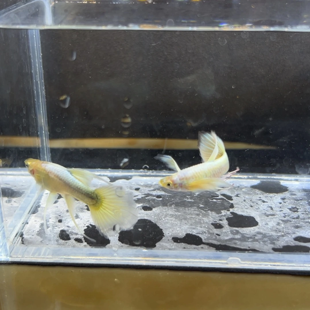 孔雀鱼黄金满麟孔雀鱼一对大c