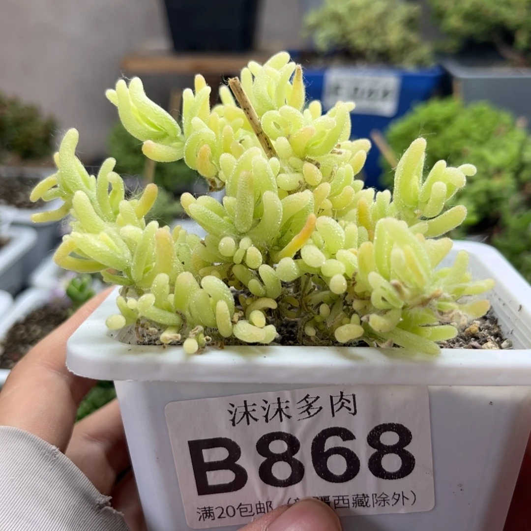 荧光兔锦 868。