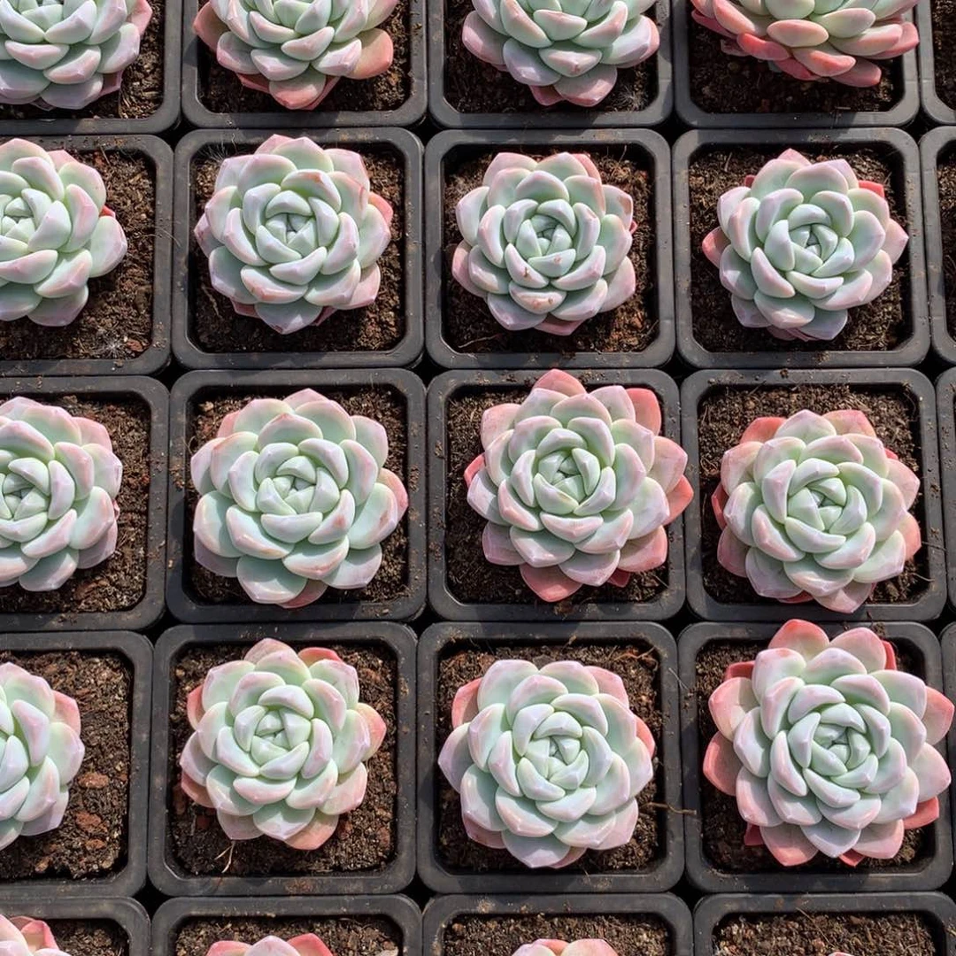 冰玉单头多肉植物发10个