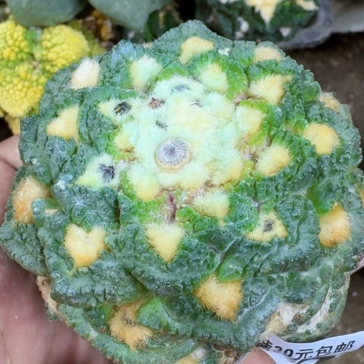 福利落地牡丹749仙人球