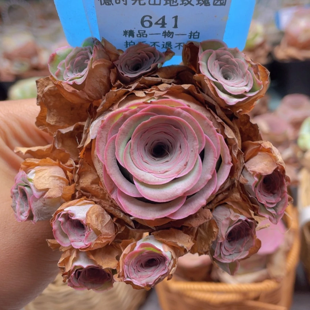 山地玫瑰641断枝不包损不售后0