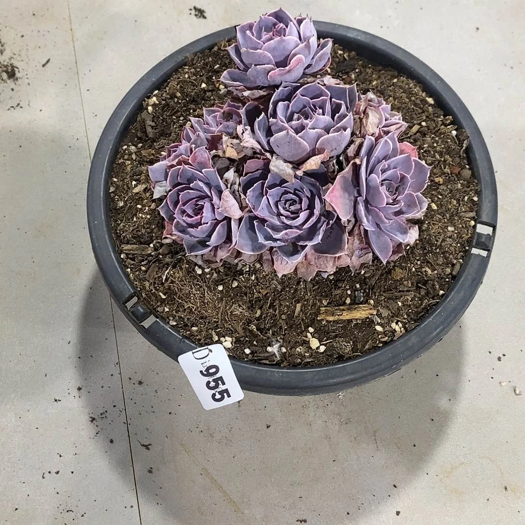 方*955pink多肉植物