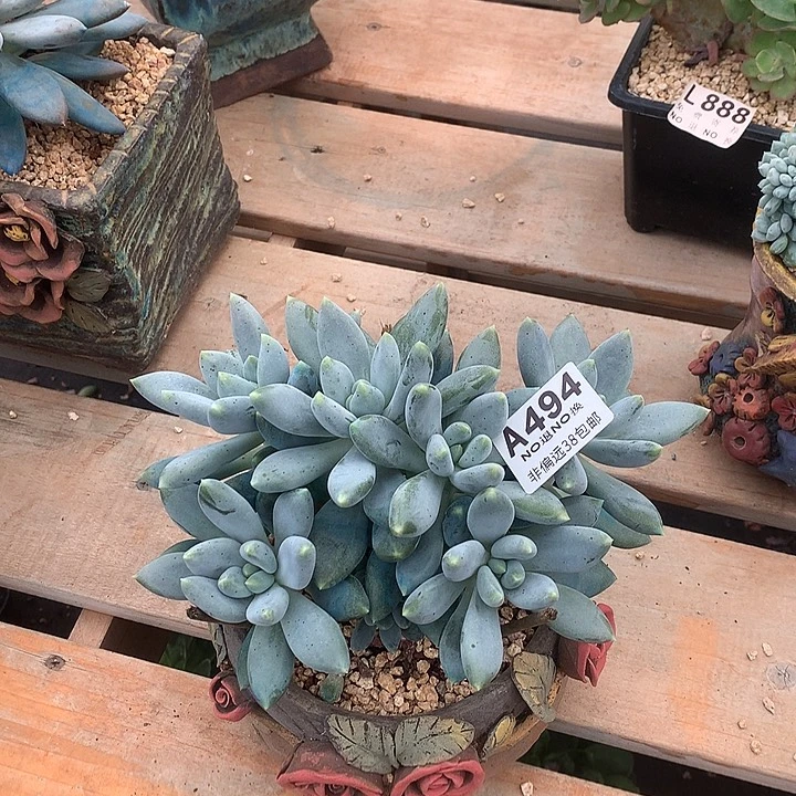 胖体哥特大群 全场8折 需要延迟发货