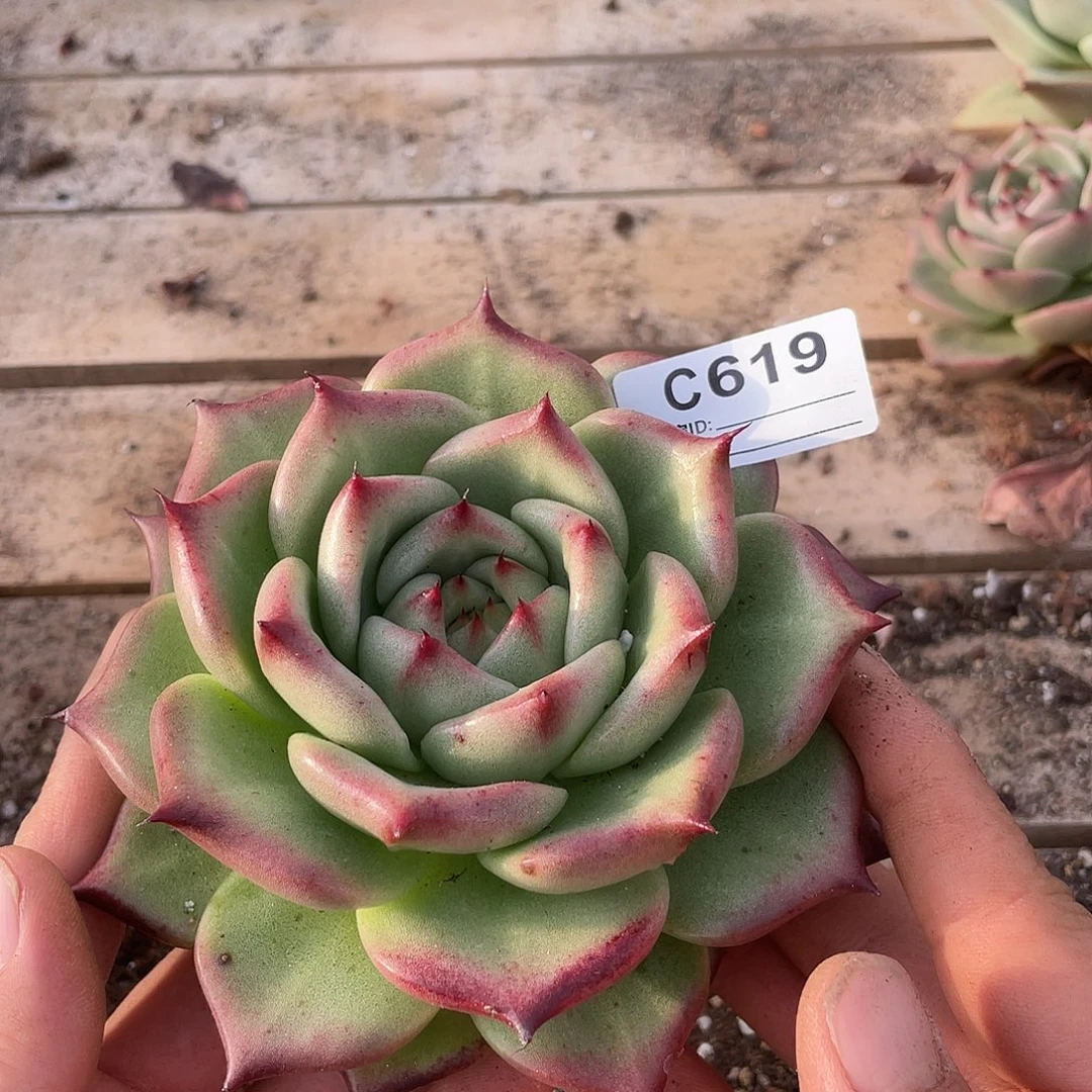 若如东云单拍C619