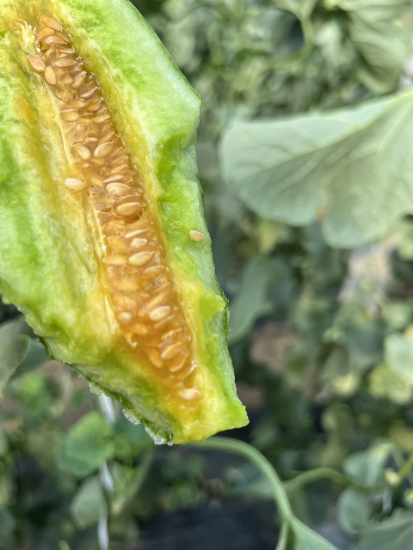 山东羊角蜜薄皮香瓜酥脆香甜生津止渴皮薄肉脆老少皆宜包邮甜瓜