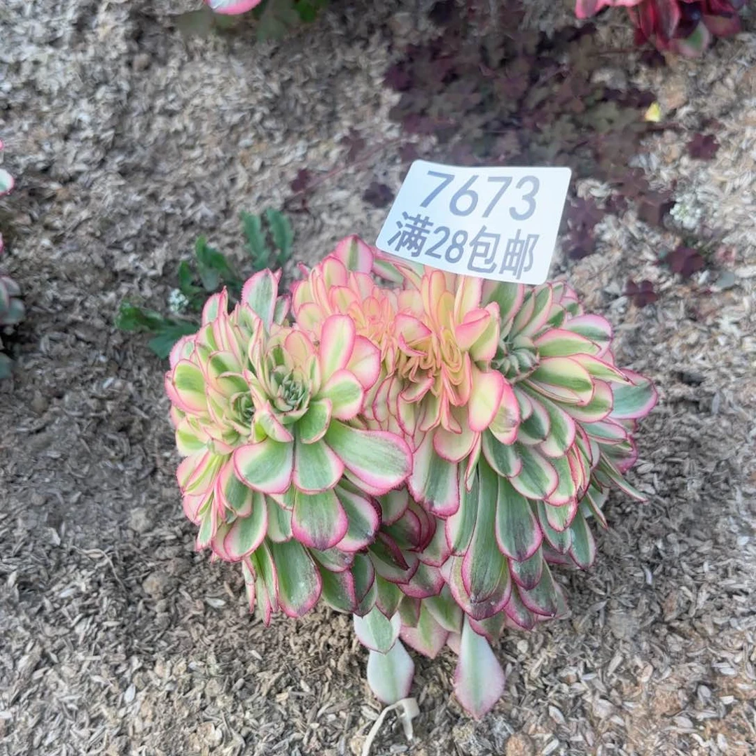 H. 7673倾城缀多肉