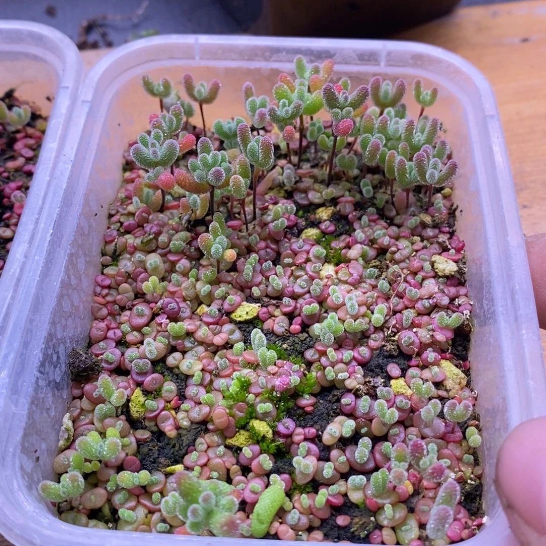 小***芳987混合切糕。