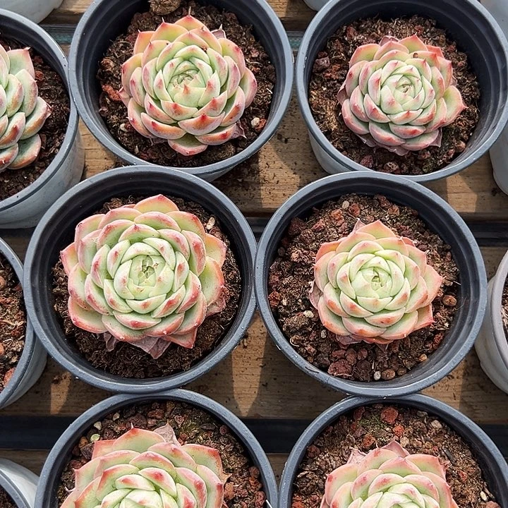 侧影  福利多多  去拍