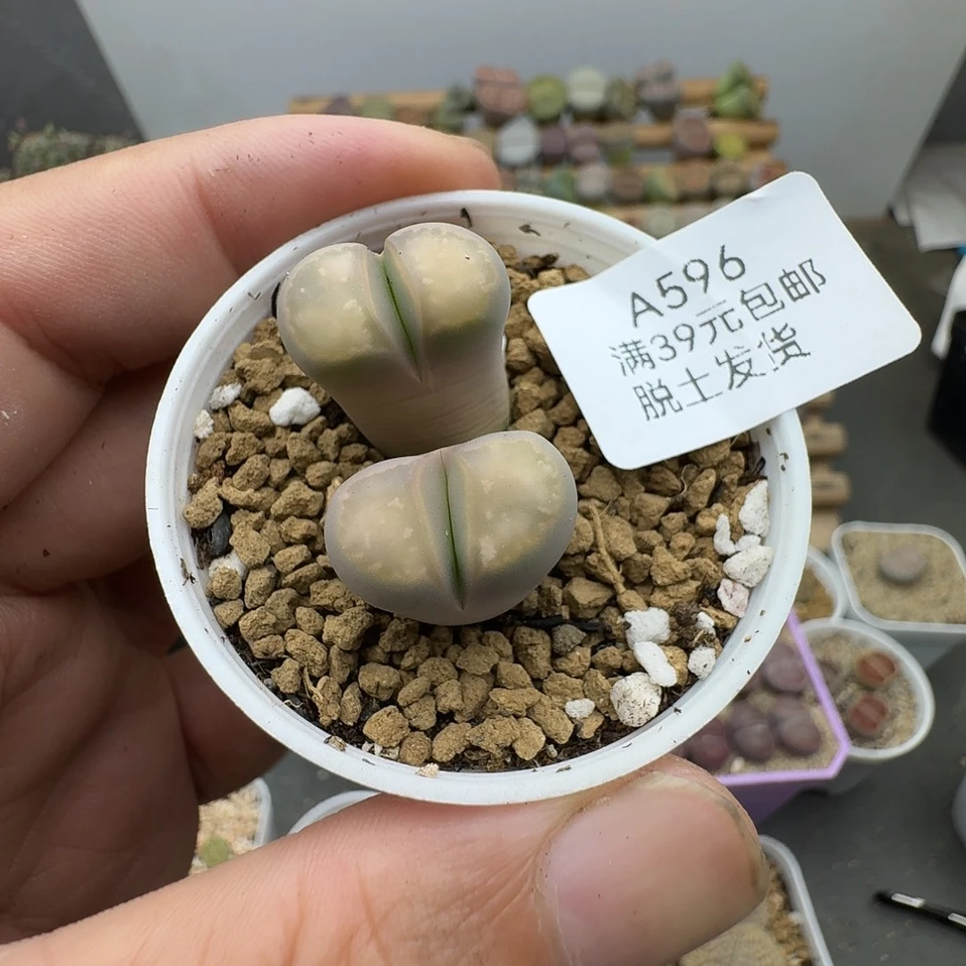 596多肉哈哈哈哈哈哈哈