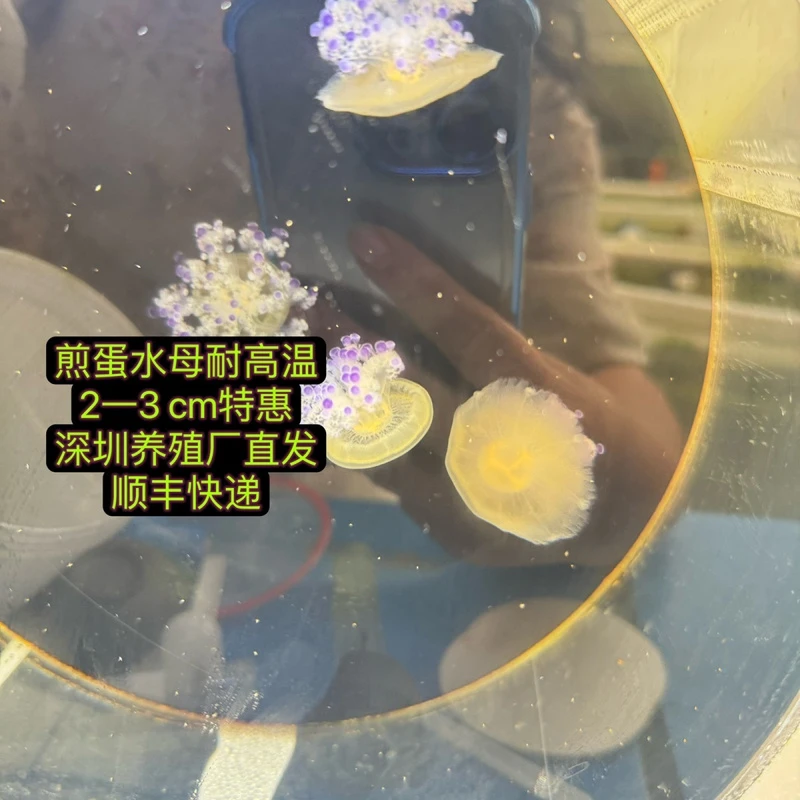煎蛋水母活的2一3CM小宠物活幼体活物海月赤月海水观赏鱼桌面好养