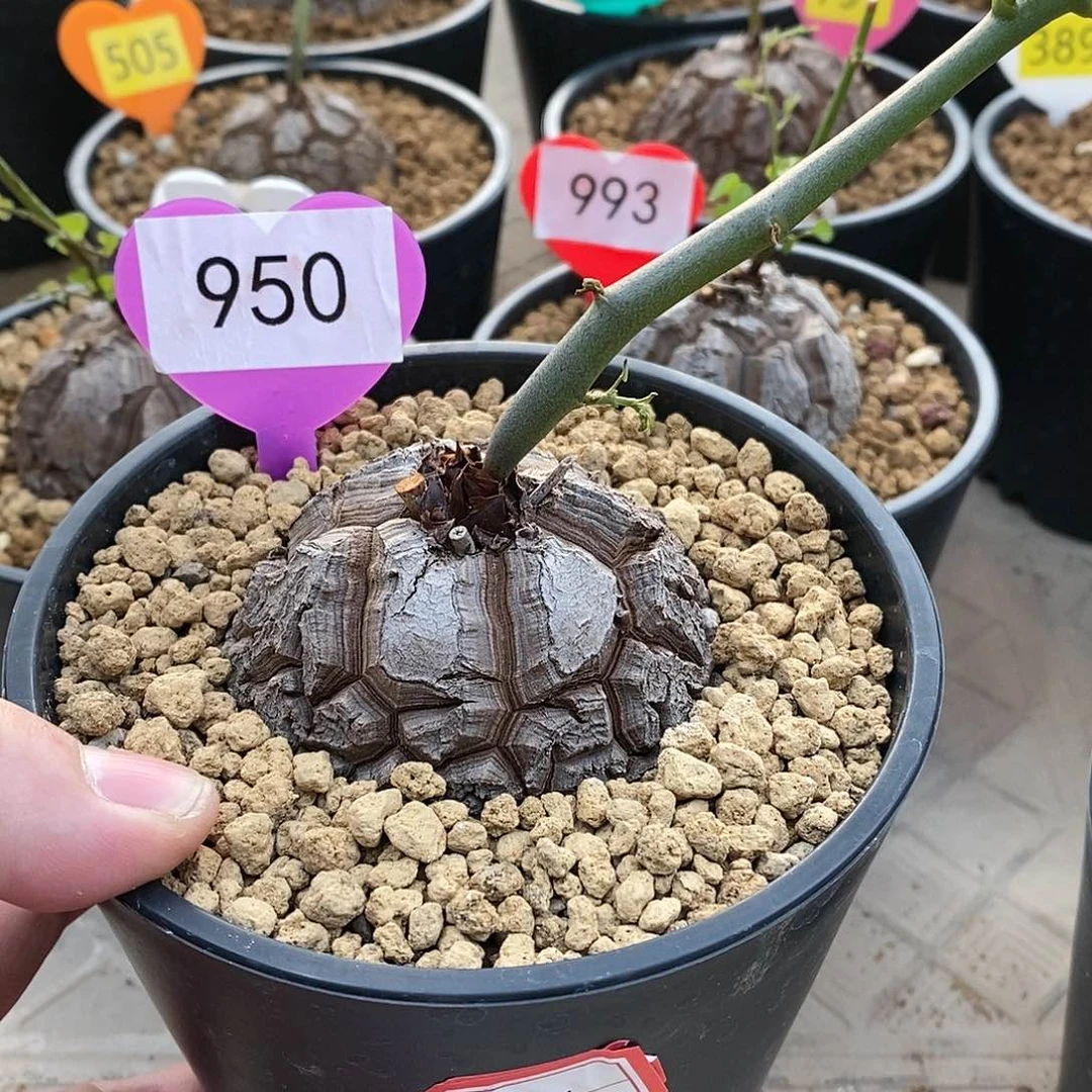 南非龟甲龙龟甲龙