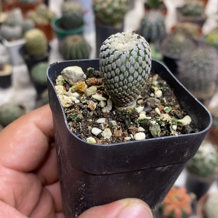 实生精巧殿特价福利