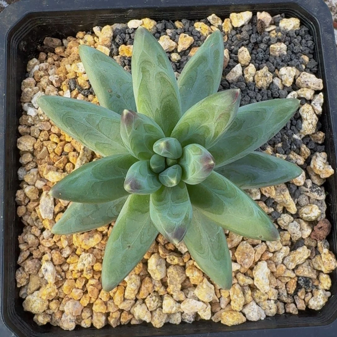 雪戴利 单头  一物一拍