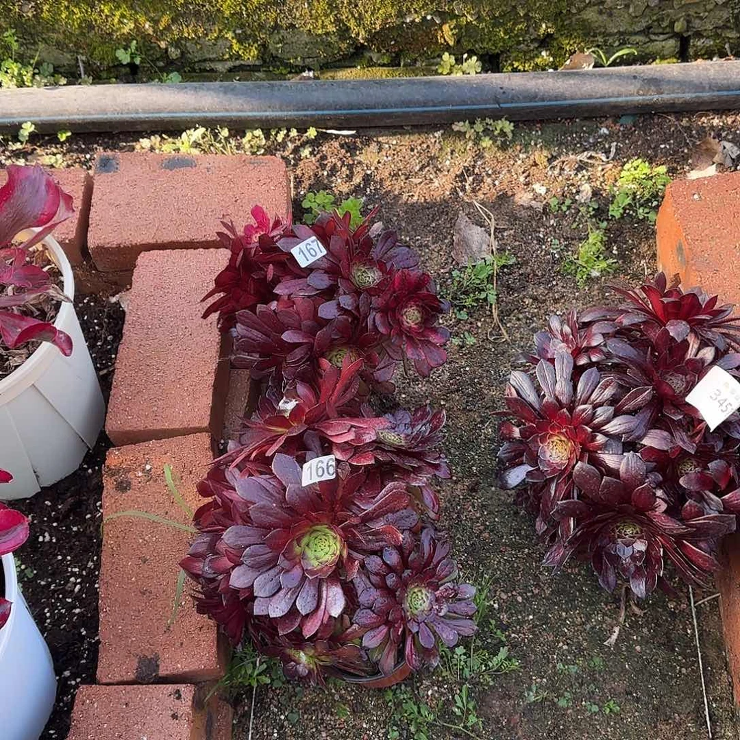 朵*多肉植物美肌中班166167