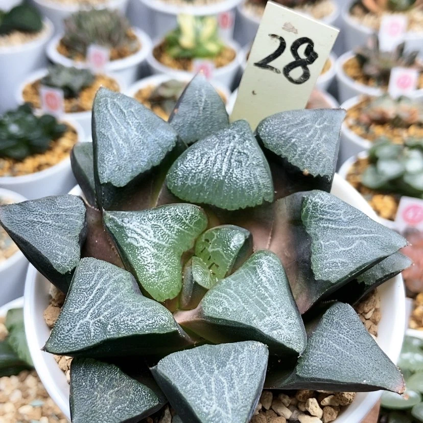 【闪购商品】28掘川巨大克