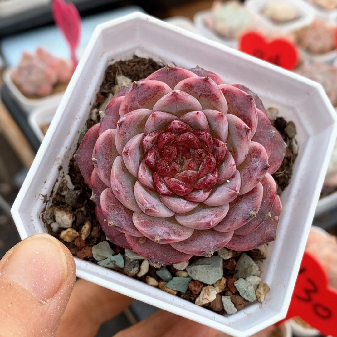 精品多肉一物一拍181