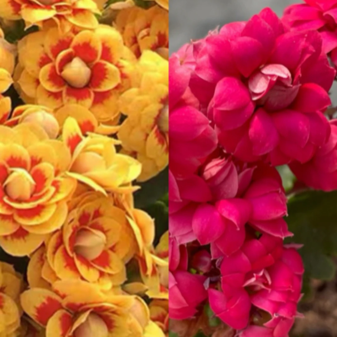 【洛桑➕马德里】两盆重瓣长寿花