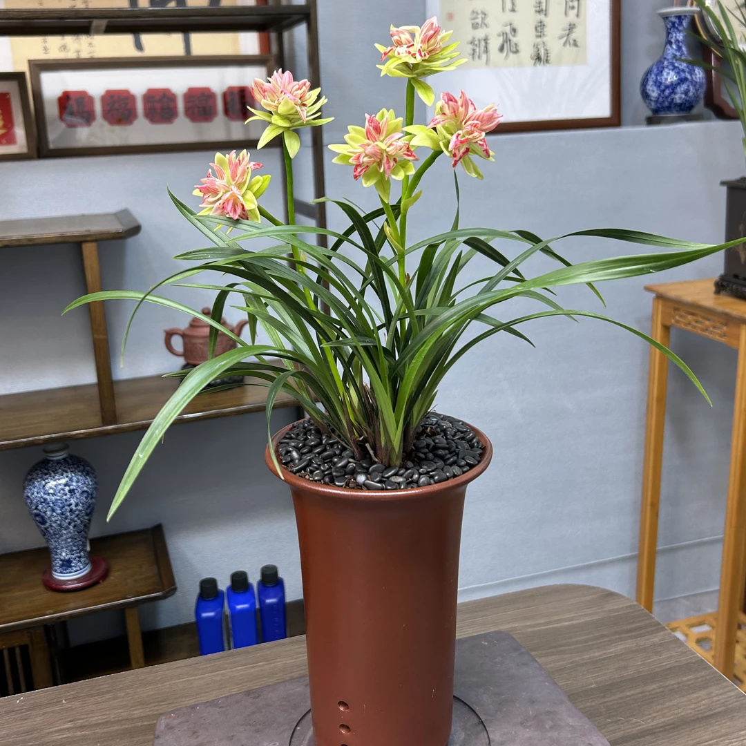 【神州奇蝶带花剑】建兰奇花大红袍紫砂花盆种好发货 5株苗带花剑