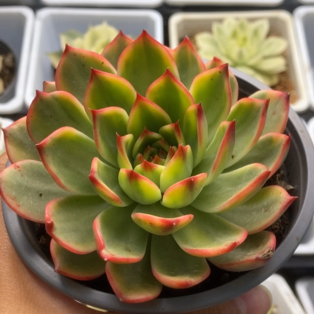 390桃花锦锦锦锦锦锦锦