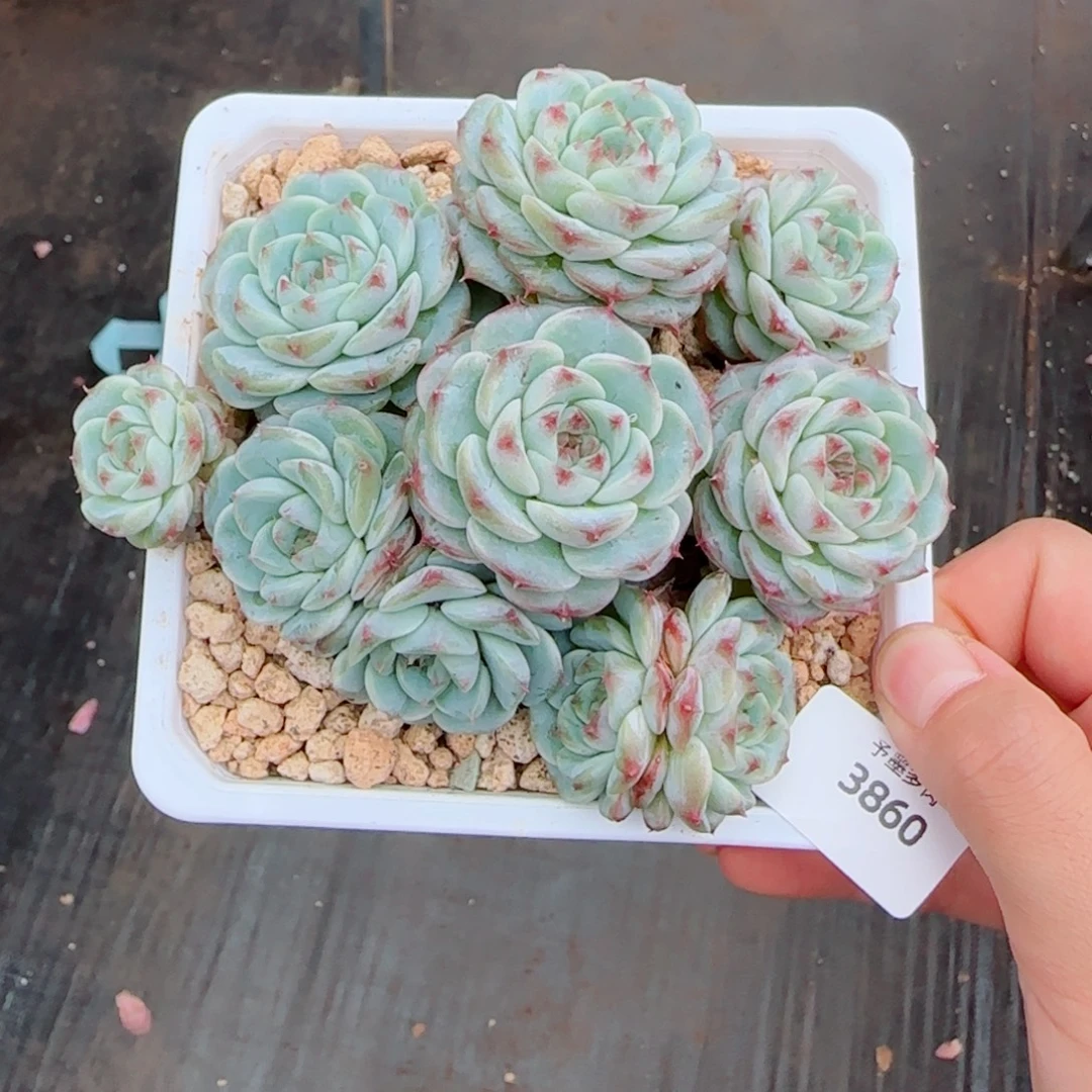 天鹅绒，3860多肉植物