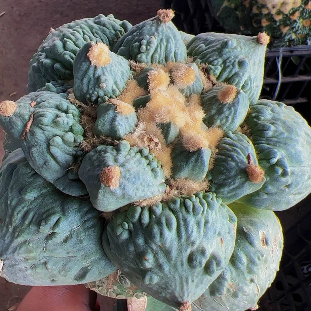 无花朵丸叶白肌怒涛牡丹853