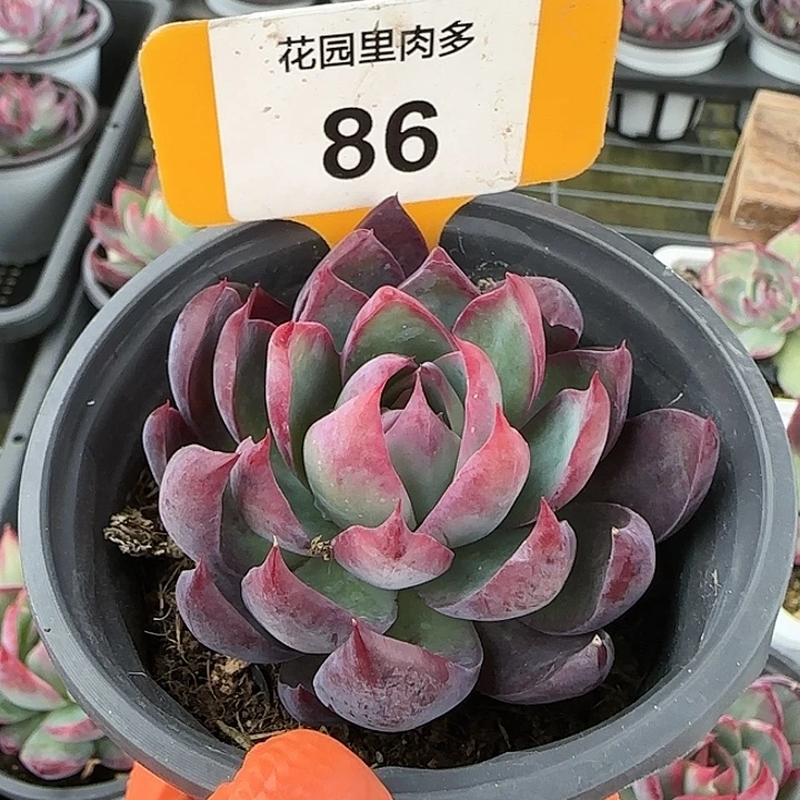 86惊鸿仙子多肉植物6-9cm