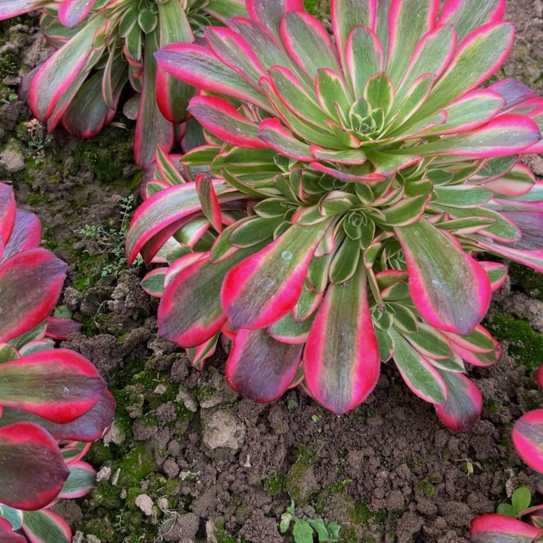 爱神多肉植物捧花的