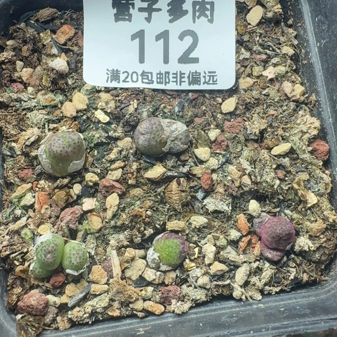 龙猫斑马带盆土。