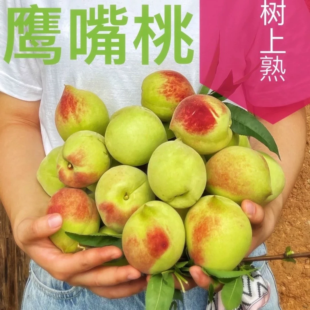 【正宗】赣南河源连平鹰嘴桃新鲜采摘水蜜桃子脆桃孕妇水果整箱直发