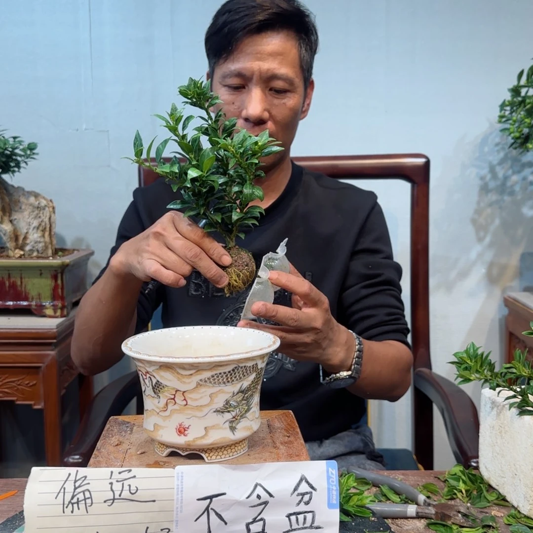 当前无花朵，栽培后可花朵M**刘