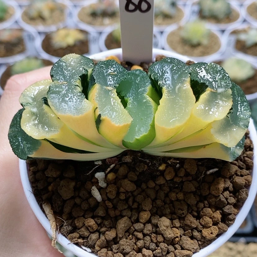 【闪购商品】88广重玉扇锦