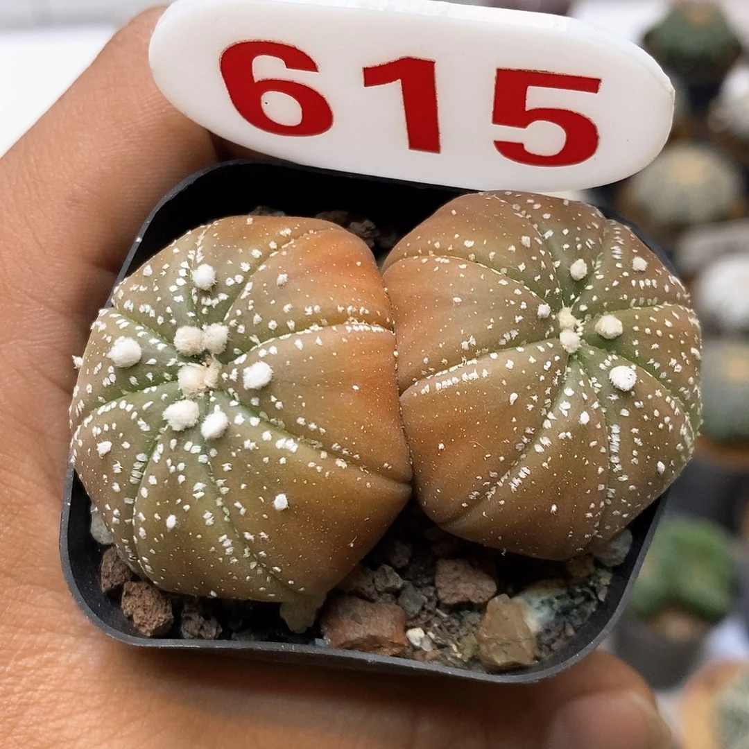 615福利特价咯啦了活动