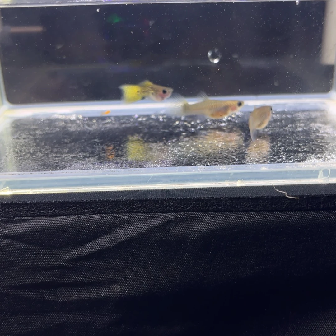 孔雀鱼孔雀鱼孔雀鱼