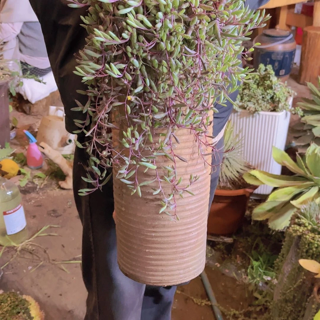 红陶相*多肉植物保护研究所