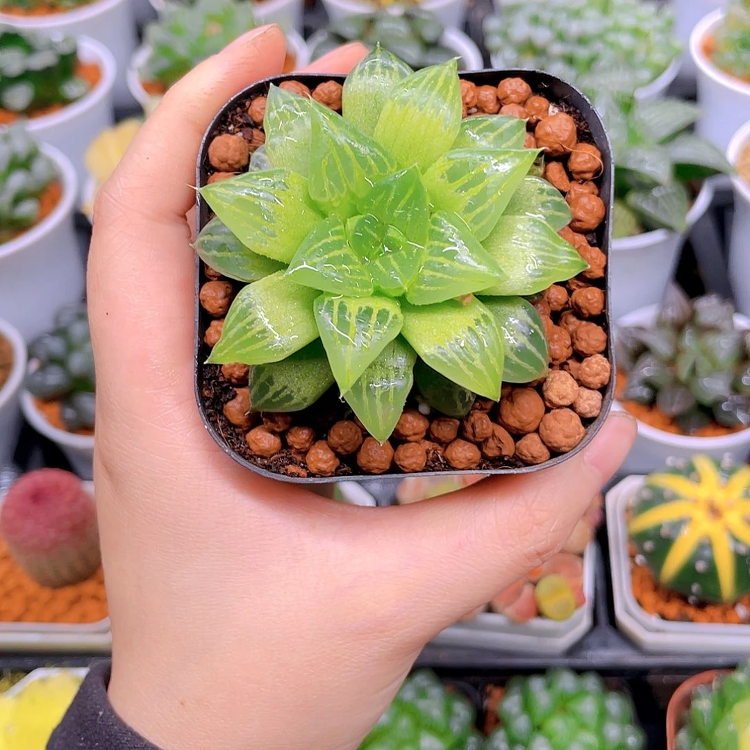 水晶玉露寿，原盆