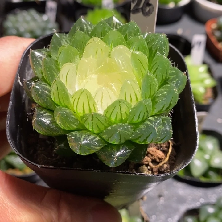 白莲花玉露多肉植物