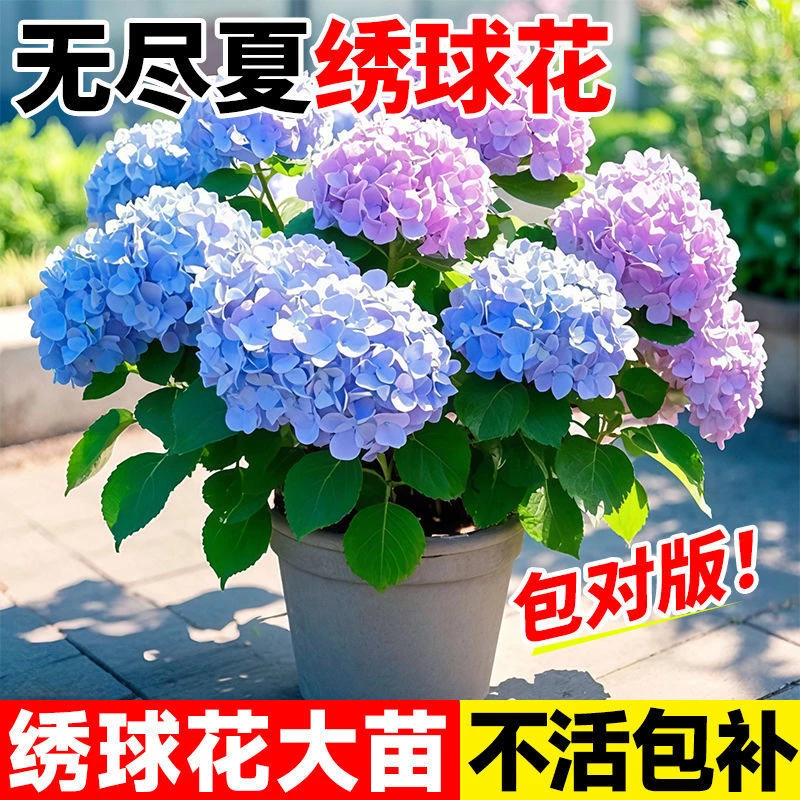 绣球花盆栽无尽夏绣球八仙花苗地栽庭院大苗四季耐寒花卉爆花满盆