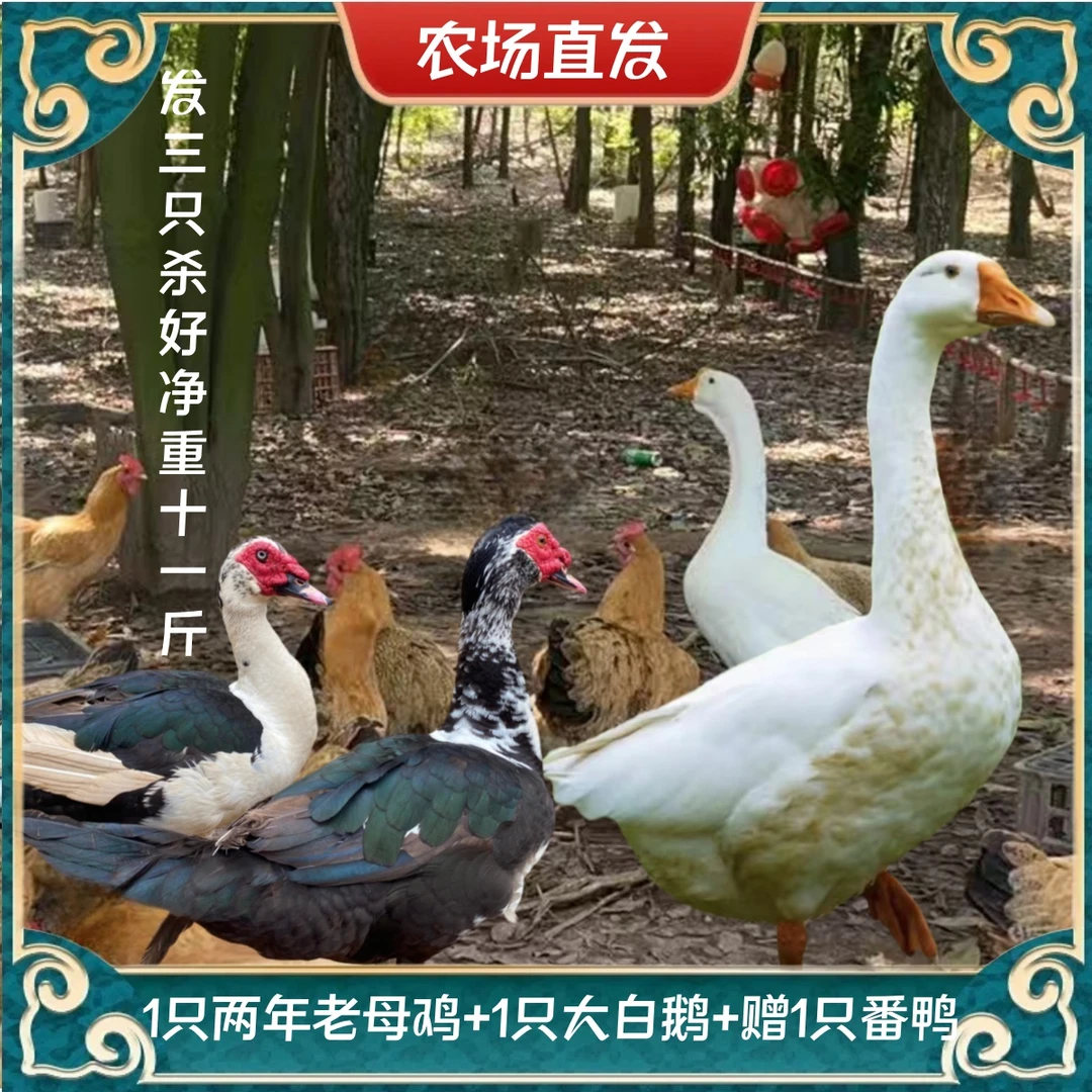 【小邢】1只2年老母鸡+1只大鹅+赠1只番鸭 3只净重11斤 杀好发顺丰