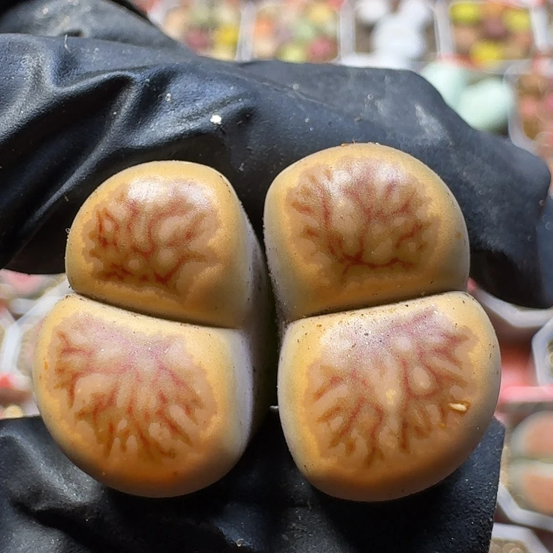 生石花23:：。  56号