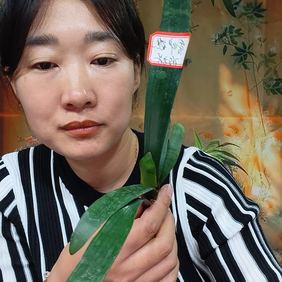 完全开放君子兰毛异景