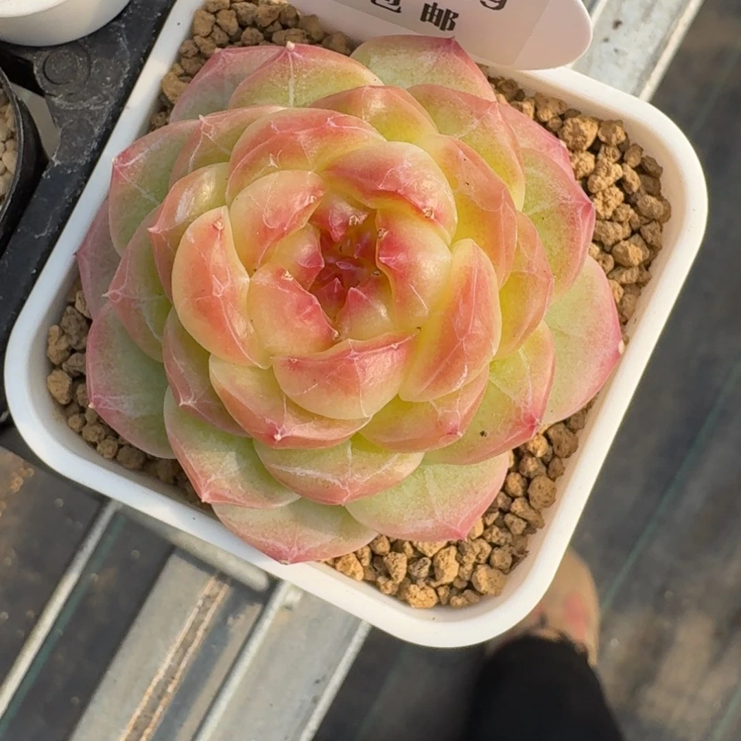 鬼****骜0159-mn单头一颗