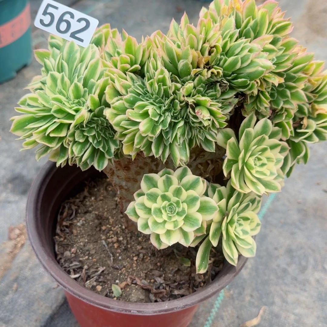 ?*糖562麦霸喝追多肉植物