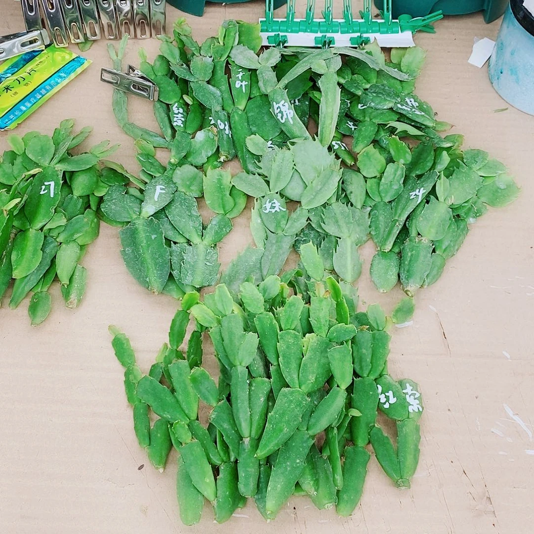 d***z无花朵叶片福利一物一拍