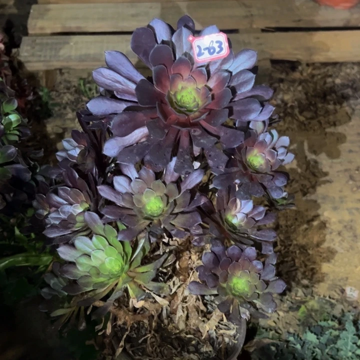 黑同微瑕多肉植物2-63