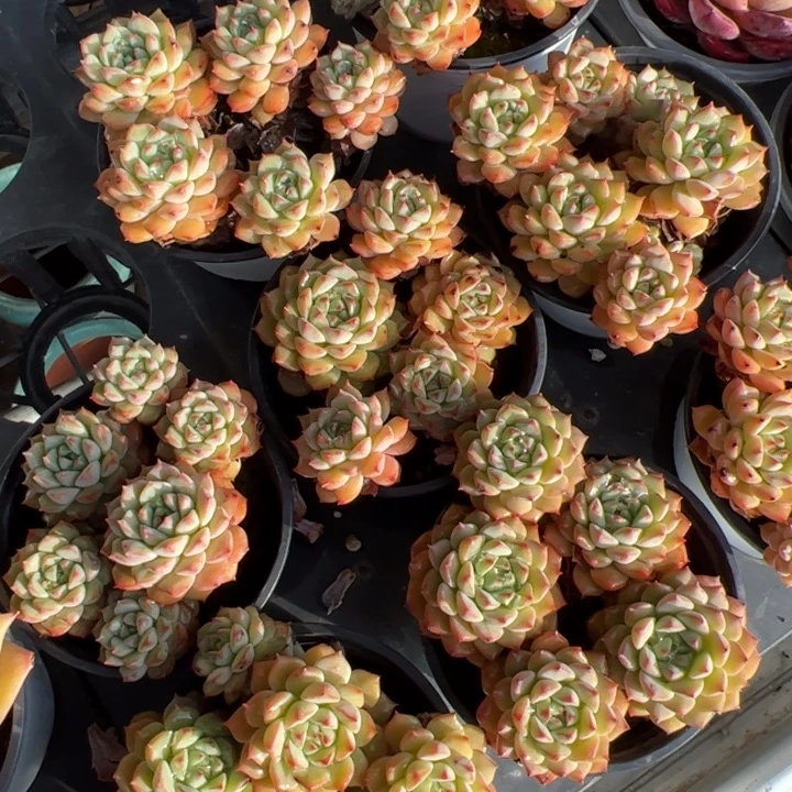 新疆包邮 熊猫脸