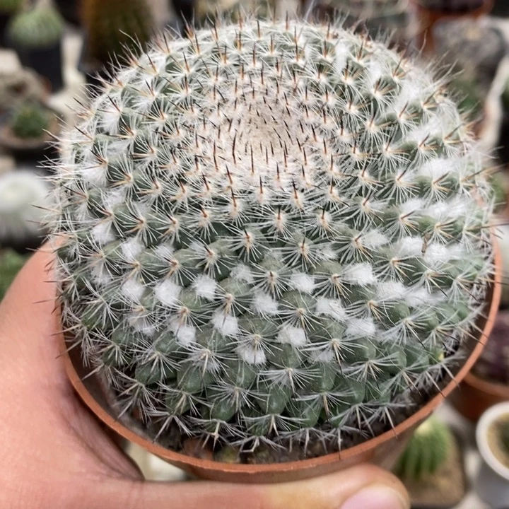 实生玉翁特价福利