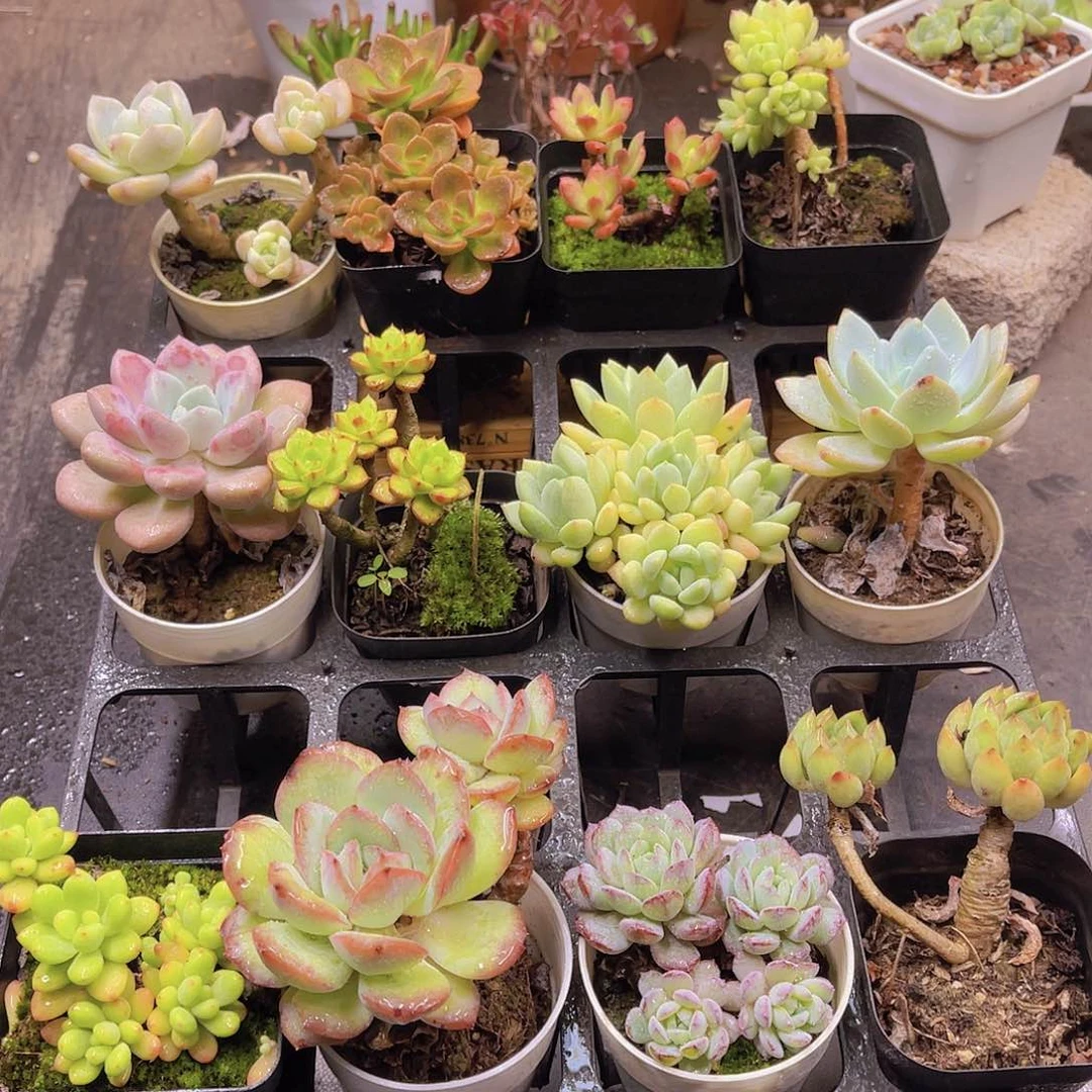 无花朵土培栽种多肉植物