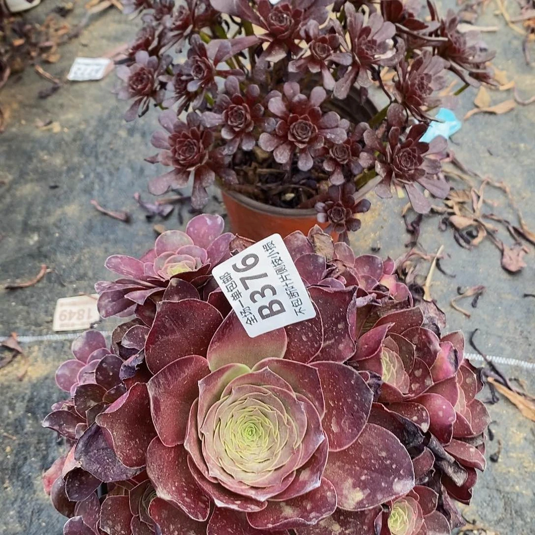 紫***开376375黑珍珠魅金玫瑰多肉法师锦多肉