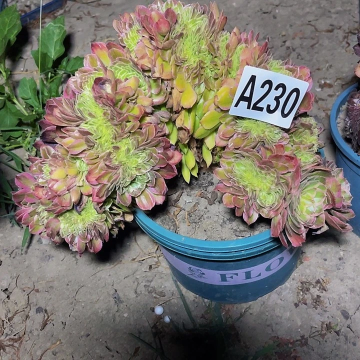 无花朵海王法师15—19包邮